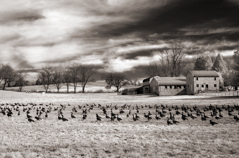 Geese at Rest Near Yellow Springs, PA � Dave Hickey